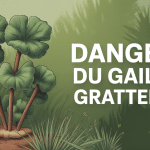 gaillet gratteron danger plante stylisée