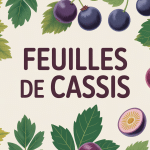 illustration centrale bienfaits des feuilles de cassis