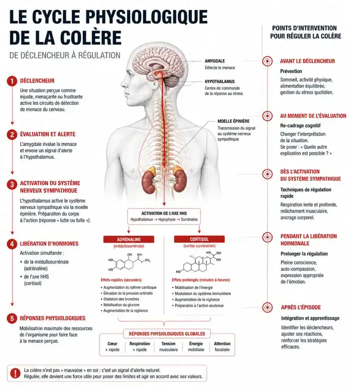 Infographie sur le cycle physiologique de la colère et les techniques de gestion émotionnelle