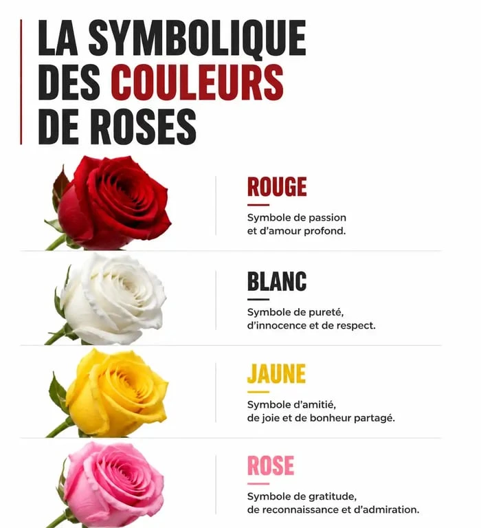 Infographie récapitulative de la symbolique des couleurs de la rose pour comprendre le langage des fleurs