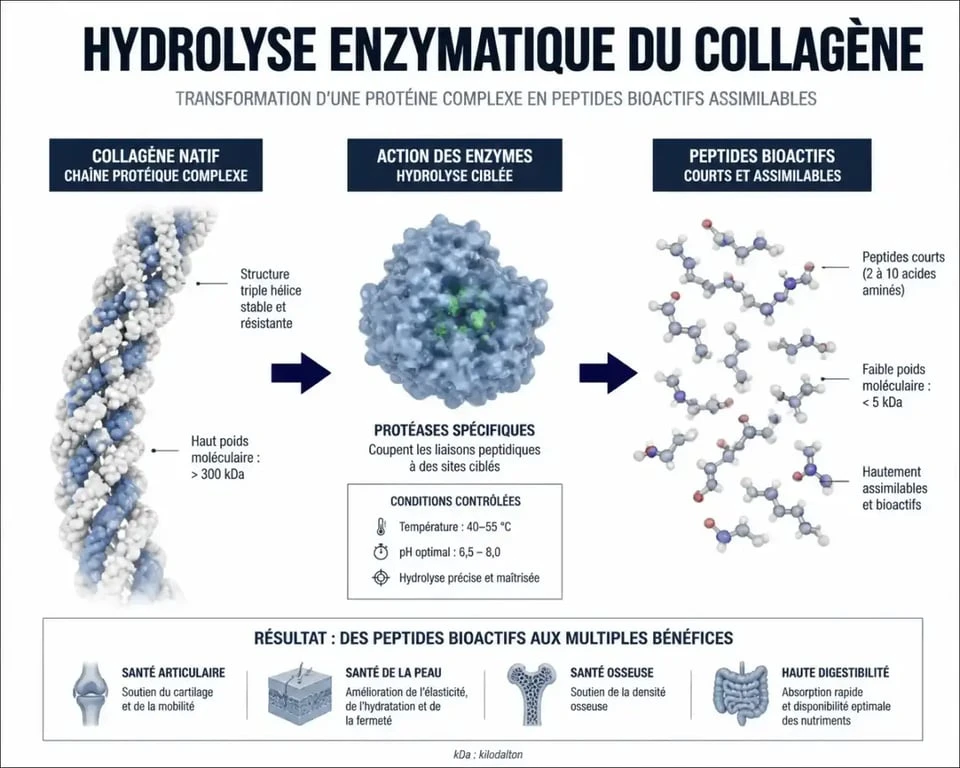 Processus d'hydrolyse du collagène pur pour une meilleure biodisponibilité